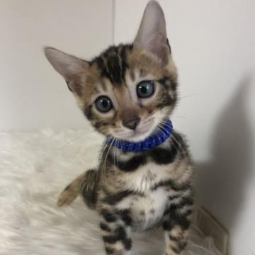 ベンガル【静岡県・女の子・2022年8月15日・ブラウンスポテットタビー（艶やかな毛並み）】の写真「可愛いお顔♡ご見学と同時に連れて帰れます♡」