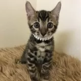 ベンガル【静岡県・男の子・2024年6月22日・ブラウンスポテッドタビー】の写真1