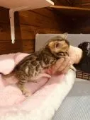 ベンガル【静岡県・男の子・2018年12月20日・ブラウンスポテットタビー】の写真1