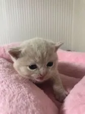 ブリティッシュショートヘア【静岡県・男の子・2019年2月28日・クリームアンドホワイト】の写真1