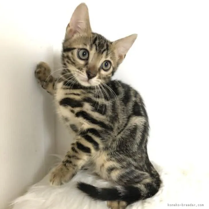 ID:2208-02794の子猫