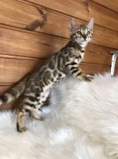 ベンガル【静岡県・男の子・2020年7月19日・ブラウンスポテットタビーロゼット】の写真2