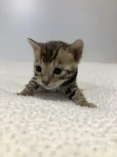 ベンガル【静岡県・男の子・2020年11月16日・ブラウンスポテットタビー】の写真2