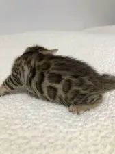 ベンガル【静岡県・男の子・2020年11月16日・ブラウンスポテットタビー】の写真4