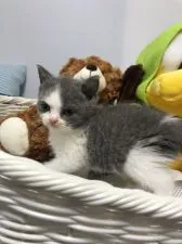 ブリティッシュショートヘア【静岡県・男の子・2019年8月17日・ブルーアンドホワイト】の写真5