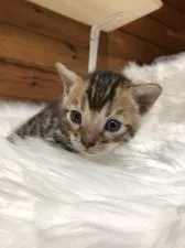 ベンガル【静岡県・男の子・2020年6月25日・ブラウンスポテットタビーロゼット】の写真5