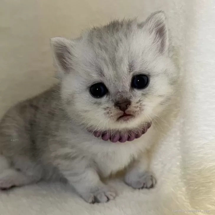 ブリティッシュショートヘア【静岡県・男の子・2025年10月26日・シルバータビー】の写真1