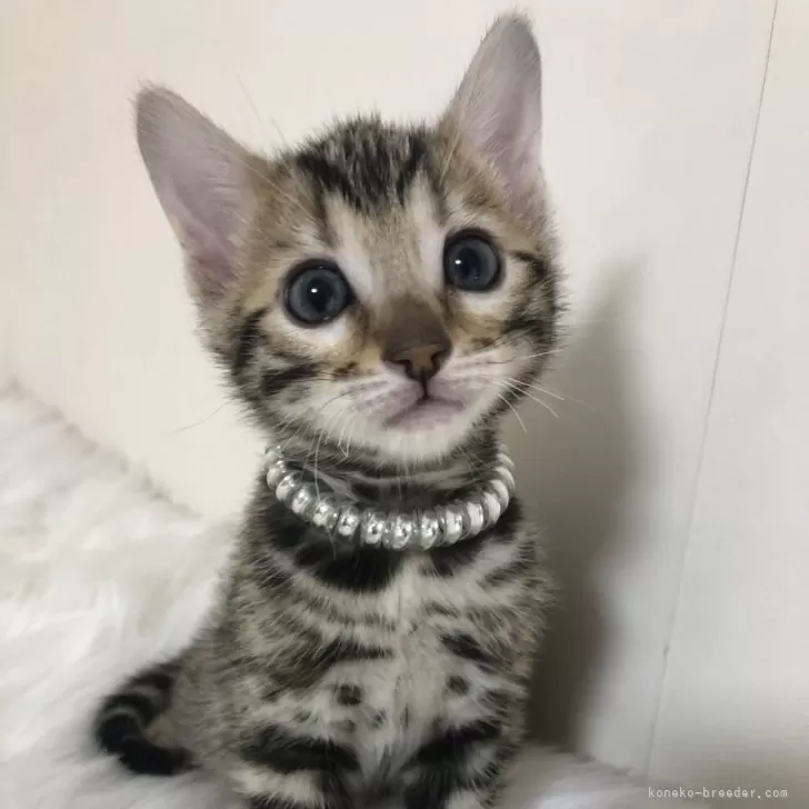 tinobi 様のお迎えした子猫