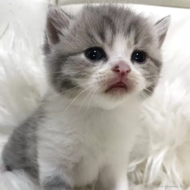 ID:2508-00452の子猫
