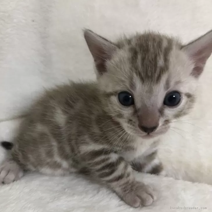 もか 様のお迎えした子猫