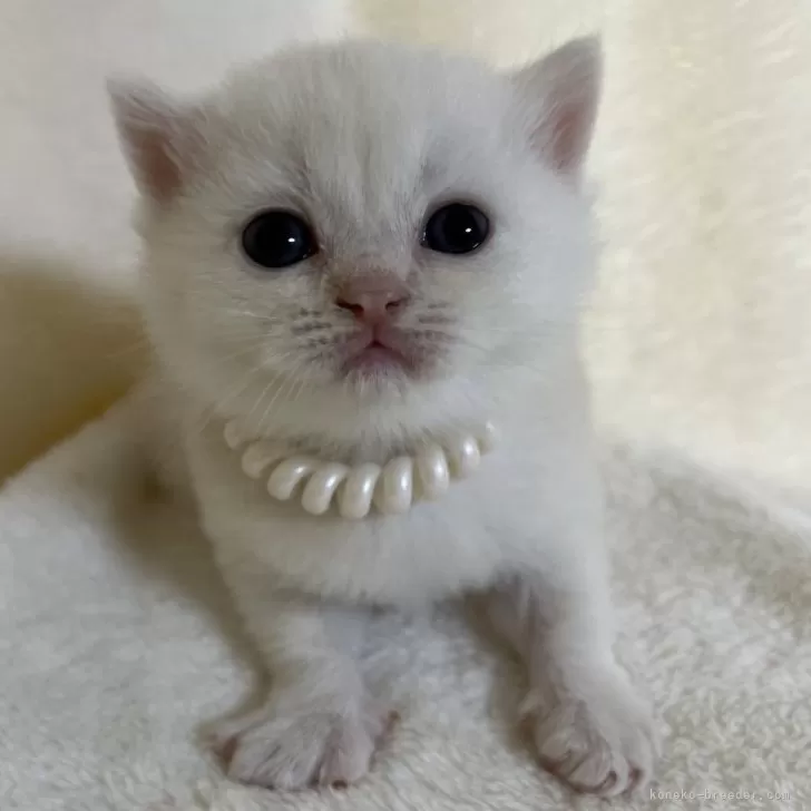 ブリティッシュショートヘア【静岡県・男の子・2025年10月26日・シェーデッドカメオ】の写真1