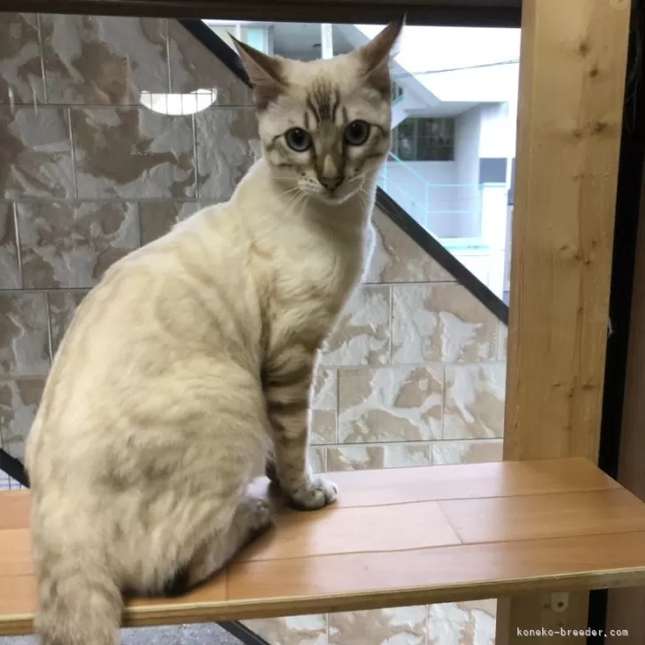 ID:2501-02266の子猫