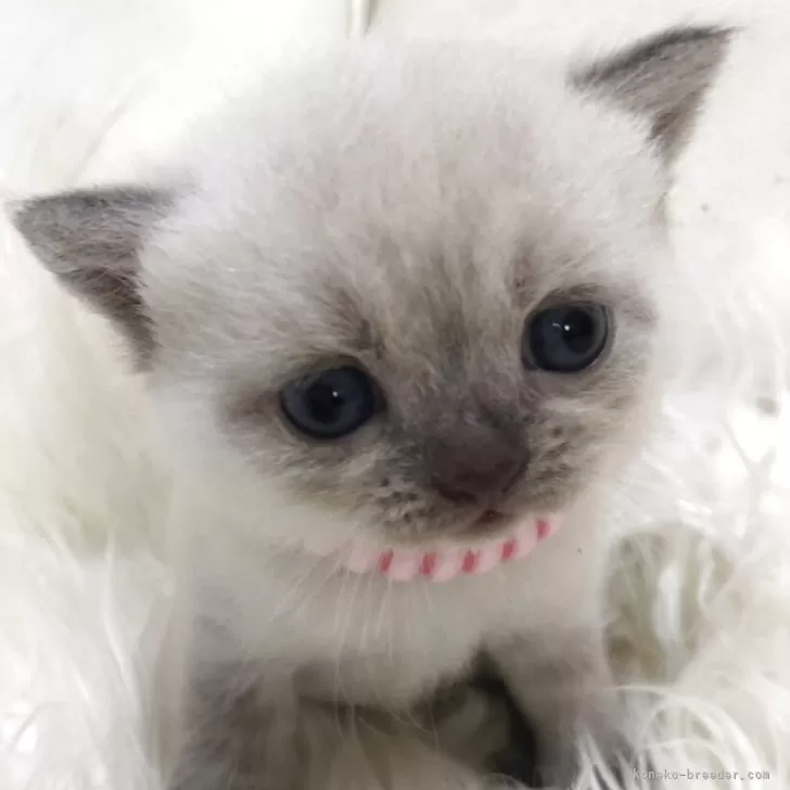ID：2508-02672の子猫