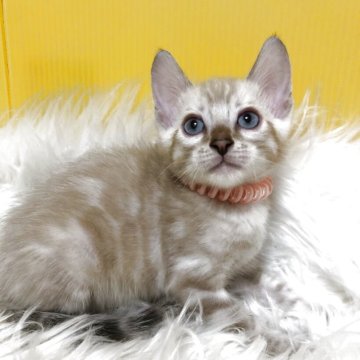 ベンガル【静岡県・男の子・2025年7月21日・シールスポテッドリンクスポイント（艶やかな毛並み）】の写真「可愛いお顔♡」