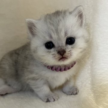 ブリティッシュショートヘア【静岡県・男の子・2025年10月26日・シルバータビー（柔らかな毛並み）】の写真「可愛いお顔」