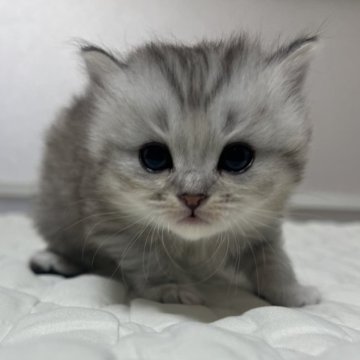 マンチカン(長足)【静岡県・女の子・2025年10月16日・シルバータビー（柔らかな毛並み）】の写真「可愛いお顔」