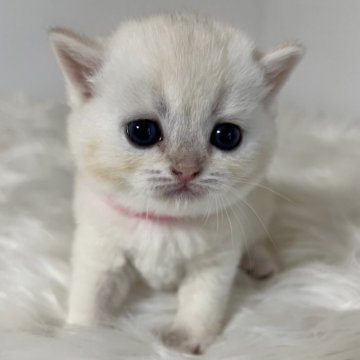 ブリティッシュショートヘア【静岡県・男の子・2025年10月30日・ゴールデンシェーデッドシルバー（柔らかな毛並み）】の写真「可愛いお顔」