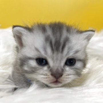 ブリティッシュショートヘア【静岡県・男の子・2025年11月1日・シルバータビー（フワフワ）】の写真「可愛いお顔」