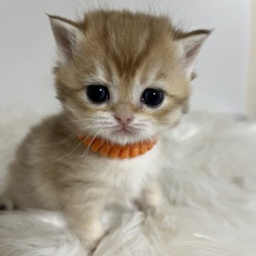 ブリティッシュショートヘア【静岡県・男の子・2025年10月30日・シェーデッドゴールデン（柔らかな毛並み）】の写真「可愛いお顔」