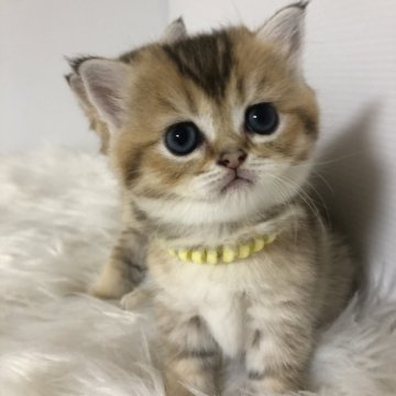 ブリティッシュショートヘア【静岡県・女の子・2025年8月15日・シェーデッドゴールデン（フワフワ）】の写真「可愛いお顔」