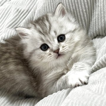 マンチカン(長足)【静岡県・女の子・2025年10月16日・シルバータビー（柔らかな毛並み）】の写真「可愛いお顔♡」