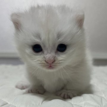 マンチカン(短足)【静岡県・男の子・2025年10月16日・シェーデッドカメオ（柔らかな毛並み）】の写真「可愛いお顔」