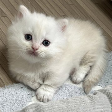 マンチカン(短足)【静岡県・男の子・2025年10月16日・シェーデッドカメオ（柔らかな毛並み）】の写真「可愛いお顔」