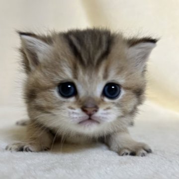 ブリティッシュショートヘア【静岡県・女の子・2025年10月23日・ブラウンパッチドタビー（柔らかな毛並み）】の写真「可愛いお顔」