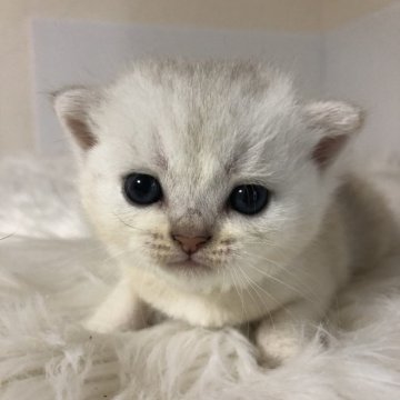 ブリティッシュショートヘア【静岡県・男の子・2025年9月7日・シェーデッドシルバー（フワフワ）】の写真「可愛いお顔」