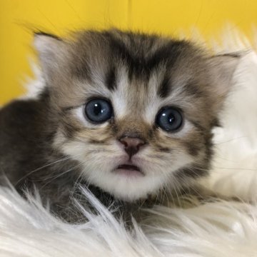 ブリティッシュショートヘア【静岡県・男の子・2025年7月26日・ブラウン（フワフワ）】の写真「可愛いお顔」