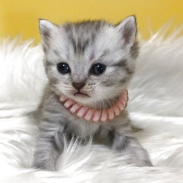 ブリティッシュショートヘア【静岡県・女の子・2025年5月1日・シルバータビー（フワフワ）】の写真「可愛いお顔」