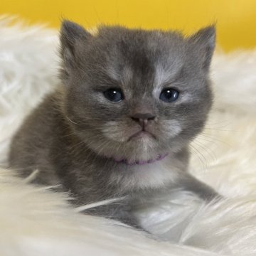 ブリティッシュショートヘア【静岡県・女の子・2025年11月1日・ブルースモーク（柔らかな毛並み）】の写真「可愛いお顔」