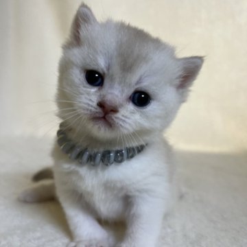 ブリティッシュショートヘア【静岡県・女の子・2025年10月26日・シールカメオアンドホワイト（柔らかな毛並み）】の写真「可愛いお顔」
