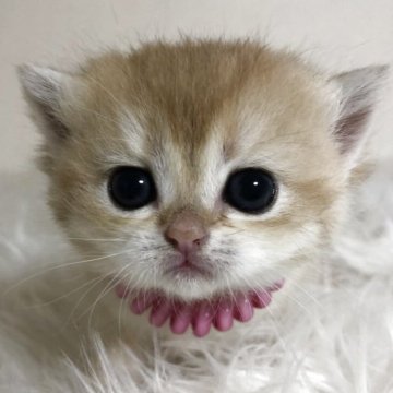 ブリティッシュショートヘア【静岡県・女の子・2025年4月17日・シェーデッドゴールデン（フワフワ）】の写真「可愛いお顔」