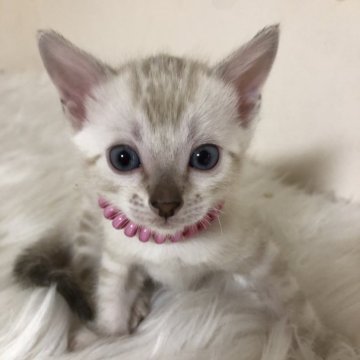 ベンガル【静岡県・女の子・2025年3月8日・シールスポテッドリンクスポイント（艶やかな毛並み）】の写真「可愛いお顔♡」