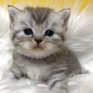 ブリティッシュショートヘア【静岡県・男の子・2025年7月21日・シルバータビー（フワフワ）】の写真「可愛いお顔」