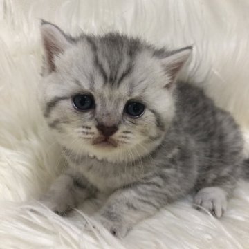 ブリティッシュショートヘア【静岡県・女の子・2025年9月7日・シルバータビー（フワフワ）】の写真「可愛いお顔」