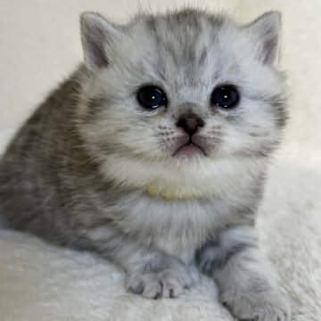 ブリティッシュショートヘア【静岡県・女の子・2025年10月26日・シルバータビー（柔らかな毛並み）】の写真「可愛いお顔」