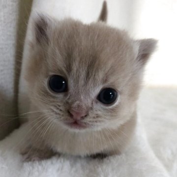 マンチカン(短足)【静岡県・男の子・2025年4月26日・クリーム（フワフワ）】の写真「可愛い短足」