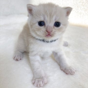 ブリティッシュショートヘア【静岡県・男の子・2025年4月26日・クリームタビー（フワフワ）】の写真「可愛いお顔」