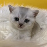 ブリティッシュショートヘア