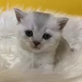 ブリティッシュショートヘア