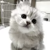 マンチカン(短足)