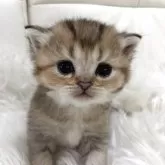 ブリティッシュショートヘア