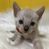 ベンガル