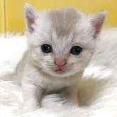 ブリティッシュショートヘア