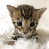 ベンガル