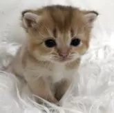 ブリティッシュショートヘア