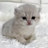 ブリティッシュショートヘア