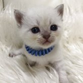 ブリティッシュショートヘア